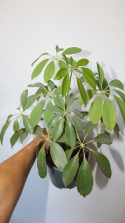 Sadnice - sobne biljke: Schefflera